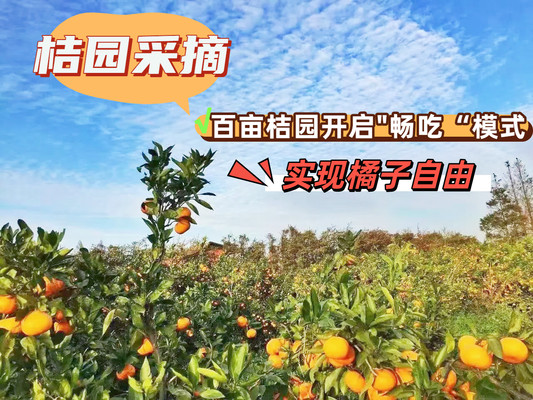 百亩桔园畅吃橘子，长兴岛骑行吹海风，带你享受秋日好时光！