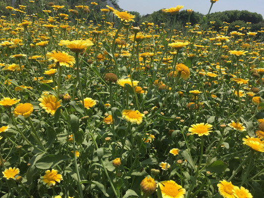 茼蒿,高颜值蔬菜花