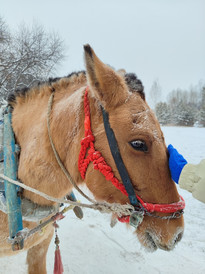 漠河游记图片] 中国最北，漠河，得这么玩！南方小土豆们请收藏哦（2024年最新攻略）