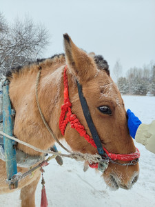 大兴安岭游记图文-中国最北，漠河，得这么玩！南方小土豆们请收藏哦（2024年最新攻略）
