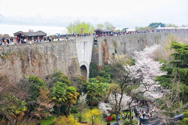 比鸡鸣寺樱花更美的,是一墙之隔差点给王安石埋掉的玄武湖
