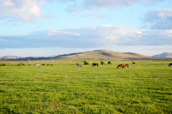 这个夏天，来京北第一草原撒欢吧！避暑休闲、嗨玩草原项目!