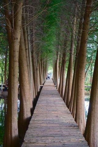 逃离城市计划-来捞鱼河湿地公园，在水杉林里吸氧、看海、拍大片📸