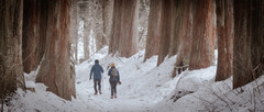 长野市游记图片] 七天六晚｜从东京到长野，在500年的参天红杉间踏雪徒步！