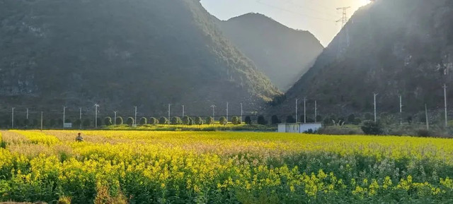 乡游黔中 · 紫云苗族布依族自治县 牛场坡村丨春风十里，不如这片金色波浪