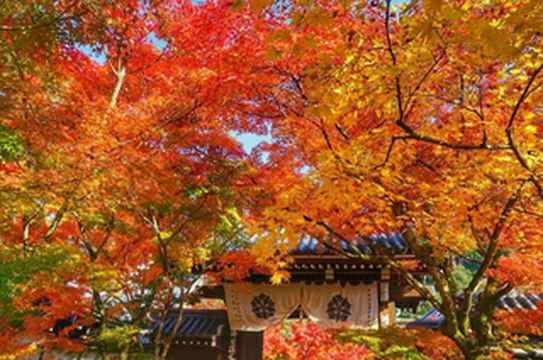 东京浅草寺旅游攻略:秋季红叶限定机位全解析,捕捉千年古刹与红叶交织的绝美