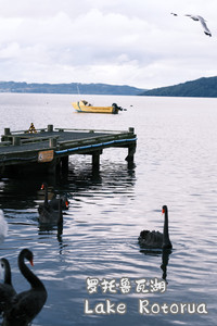 罗托鲁瓦游记图文-2024年8月“长白云之乡”新西兰游记（一）奥克兰、罗托鲁瓦、霍比特人村