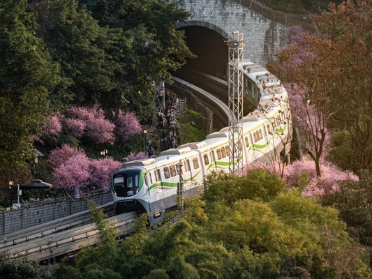 重庆季节限定🌸 错过等一年哦!