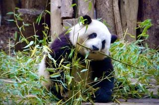 十一成都国庆6日旅游攻略，住丽橙酒店天府广场春熙路店超棒