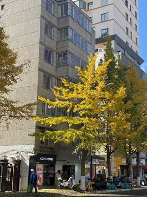 昆明文林街银杏：11月必冲的“黄金小巷”，5分钟get秋冬治愈感🍂