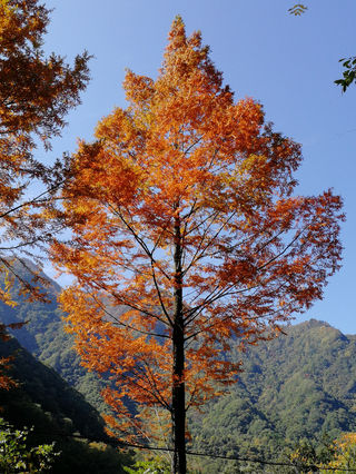 2023年11月平武红叶4天游