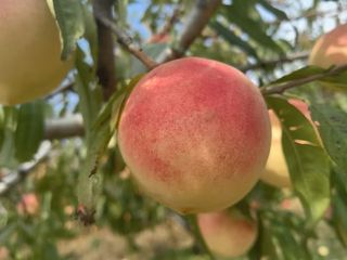 金秋硕果正成熟，月湖秋景正当时