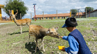 鹿野仙踪:邂逅高原梅花鹿与哲理咖啡的奇妙之旅