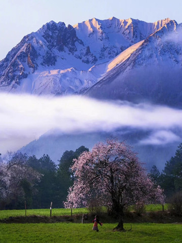 初春来新疆看花儿成海