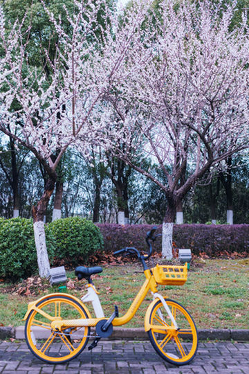 芜湖城南这10公里"花卷风暴"，太养眼！春风如贵客，一到便繁华！