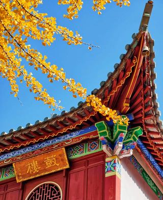 昆明避寒封神！闯进20℃的金黄银杏海🌼