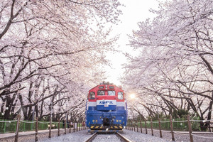 昌原市游记图文-春季庆尚南道昌原踏春赏樱花