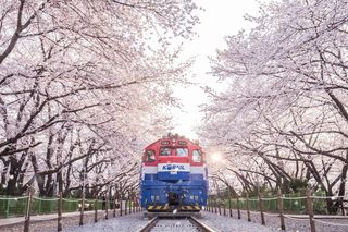 春季庆尚南道昌原踏春赏樱花