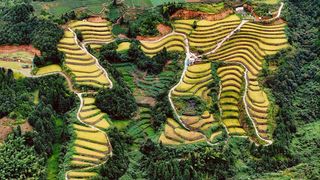 秋韵之巅：泰顺稻田的绝美画卷与未尽之言，值得细细记录