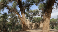 中国游记图片] 新疆行   七.塔里木胡杨林公园