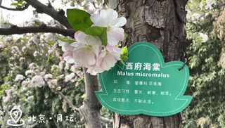 北京月坛公园,赏西府海棠
