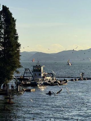 还不来昆明看海鸥吗！