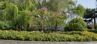 推着轮椅看牡丹-洛阳无障碍攻略