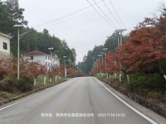 贵阳游记图片] 百鸟河看不到百鸟   红叶开出红枫大道