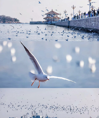 属于青岛的冬日限定——海鸥