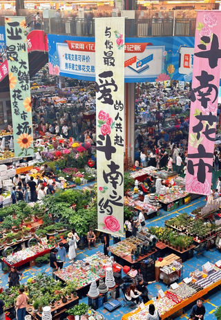 昆明斗南花市，实现鲜花自由💐