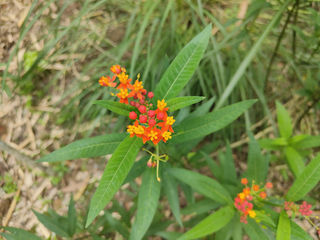 马利筋，金冠赤裙的流浪君王