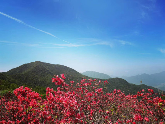 4月的千亩杜鹃花海(千岛湖白马村)--目之所及尽是生机