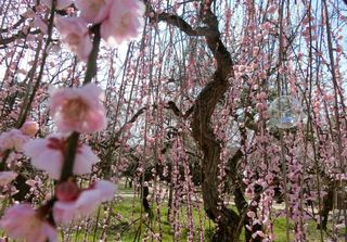 【2024】京都市内14处赏梅胜地(上)