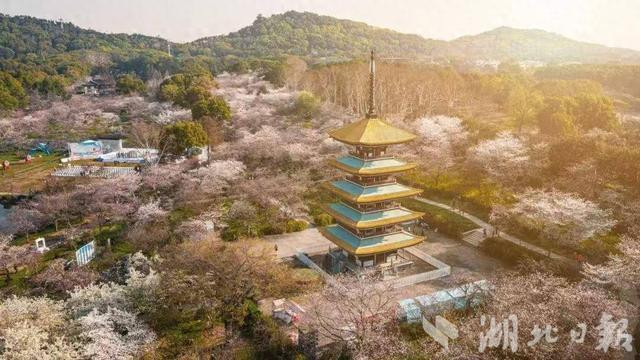 赏樱逐浪追风观鸟,武汉东湖发布四季游线