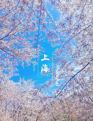 上海樱花季🌸早/中/晚樱一篇讲清楚‼️