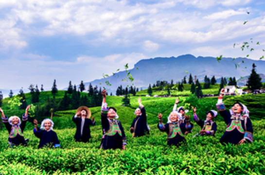 普安游记图文-乡游黔中 ·普安县 茶源街道 | 明前春茶香，一壶知春意