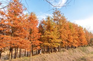 12月初的宁波之旅 一起看初冬了