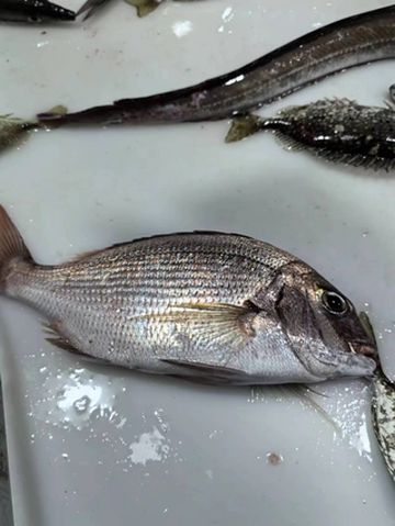 北海居家海鲜自由--泥猛鱼