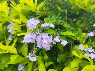 假连翘,最委曲的花名