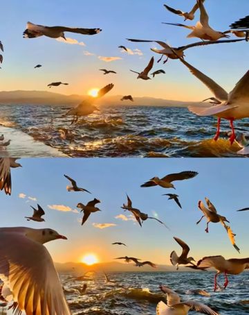 昆明滇池|赴一场与红嘴鸥的冬日之约✨