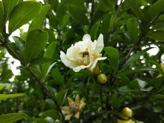 榴花,如火般的热情