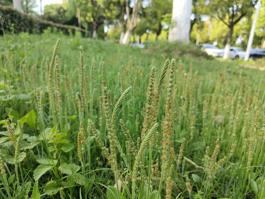北美车前,大洋彼岸的入侵植物