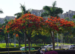 厦门的凤凰木燃起来了