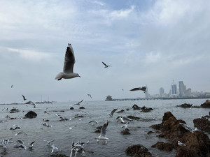 日照森林公园/任家台赶海园游记图文-关于日照和青岛 我的山东看海记