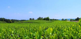 成佳茶乡旅游攻略