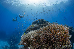 昆士兰游记图片] 探索大自然的奇迹，融入大堡礁的魅力!