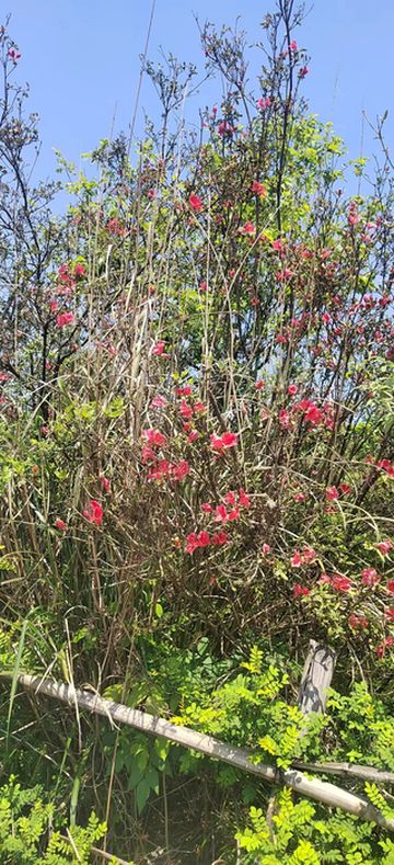 多彩黔西南之旅