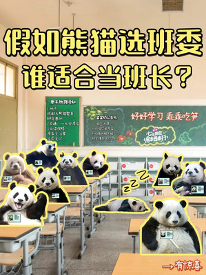 全网霸屏的熊猫界顶流,谁是你的心头爱