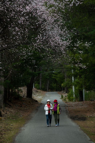 带着77岁老妈游西藏（二）波密，岗云杉林，看桃花