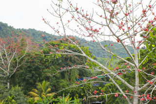 槟榔谷:木棉花红映满山 黎乡春色日渐浓